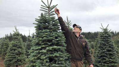 How Christmas tree farms can help wildlife
