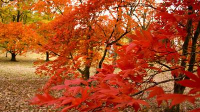 Get ready and get set to enjoy gorgeous fall leaves