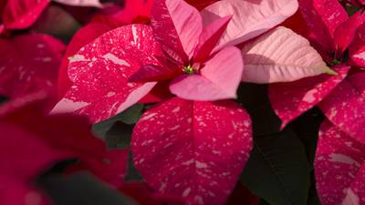Pointers for purchasing the right poinsettia this holiday season