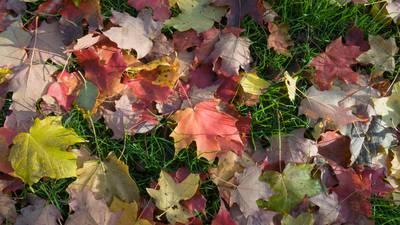 Is it OK to mow fallen leaves? The answers to all your fall lawn questions. 