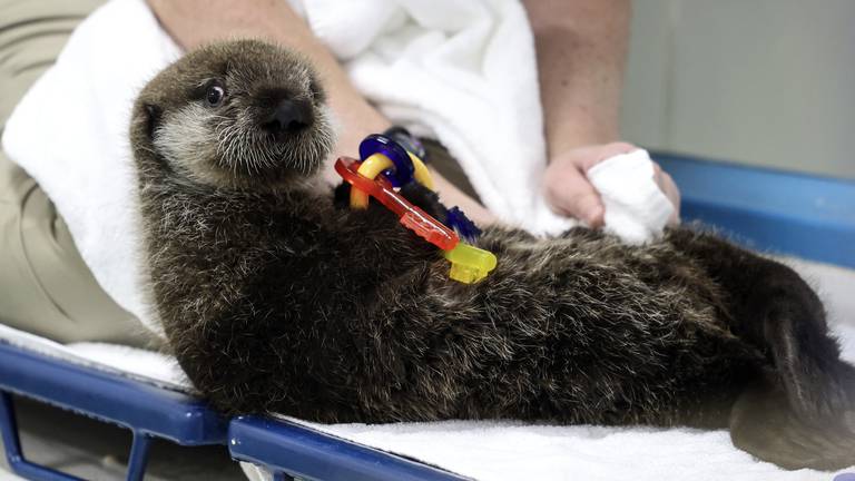 Photos: Rescued Northern sea otter pup finds his new home at Shedd Aquarium