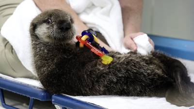 Northern sea otter pup rescued in Alaska finds new home at Shedd Aquarium