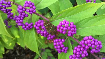 For autumn oomph, consider shrubs with berries