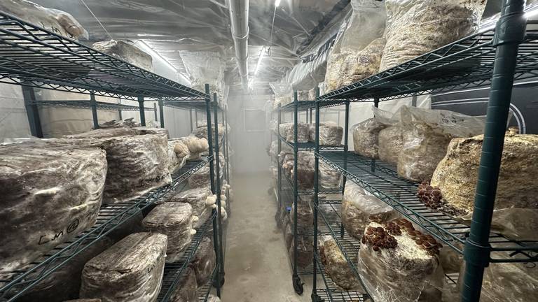 Gourmet mushroom business keeps growing for Aurora father and his sons