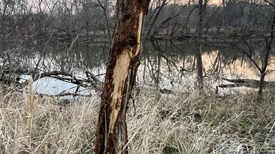 Tree bark can suffer when deer scratch an itch