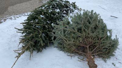 Lake County residents can recycle Christmas trees; ‘Use that tree one more time to get the full value out of its life’