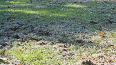 How to handle lawn grub infestation
