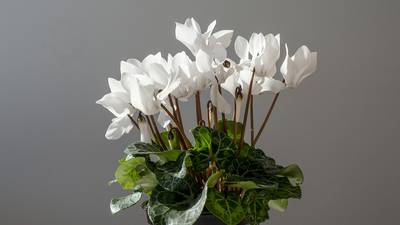 An easy plant to gift and care for this holiday season