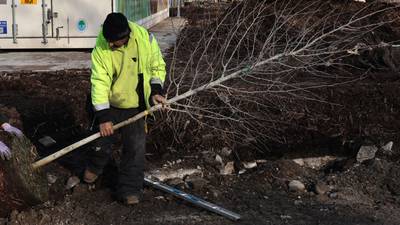 Chicago planted 23,000 trees this year, with 8,600 going to neighborhoods with the highest need, officials say