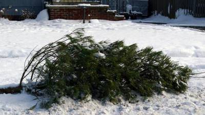 Real Christmas trees to be picked up in Aurora for recycling beginning Monday